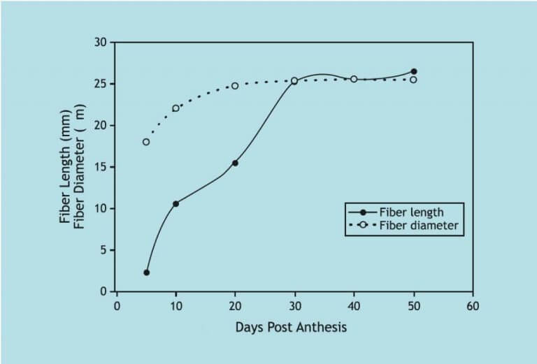Cotton Fiber Development & Maturation CottonWorks™