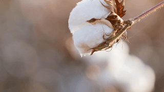 cotton flower closeup