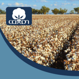 Panorama económico del algodón