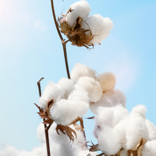 3-ways-cotton-is-committed-to-a-sustainable-future-cottonworks