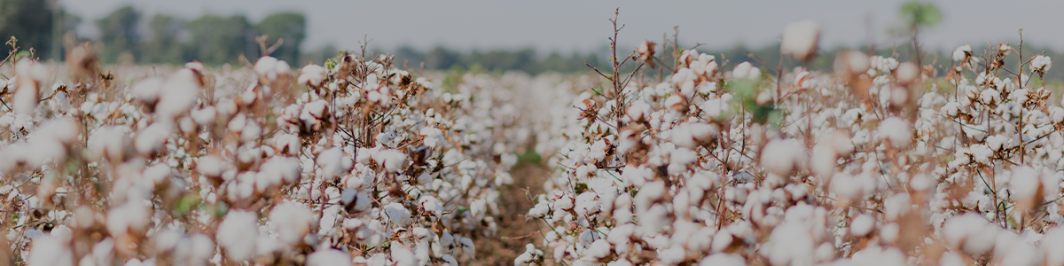 Trade Patterns for Sourcing Cotton