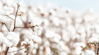  Cotton Market Outlook: Policy Volatility & the Fiber Market