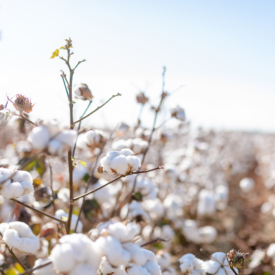 Cotton Market Outlook: Calm After the Storm? Webinar
