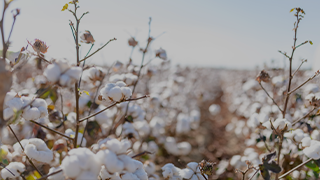 Cotton Market Outlook: Calm After the Storm?