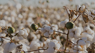 Cotton & Science-Based Targets