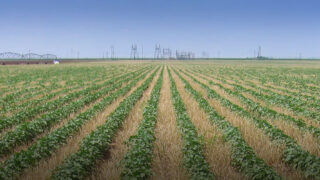 Regenerative Agriculture, CottonWorks™