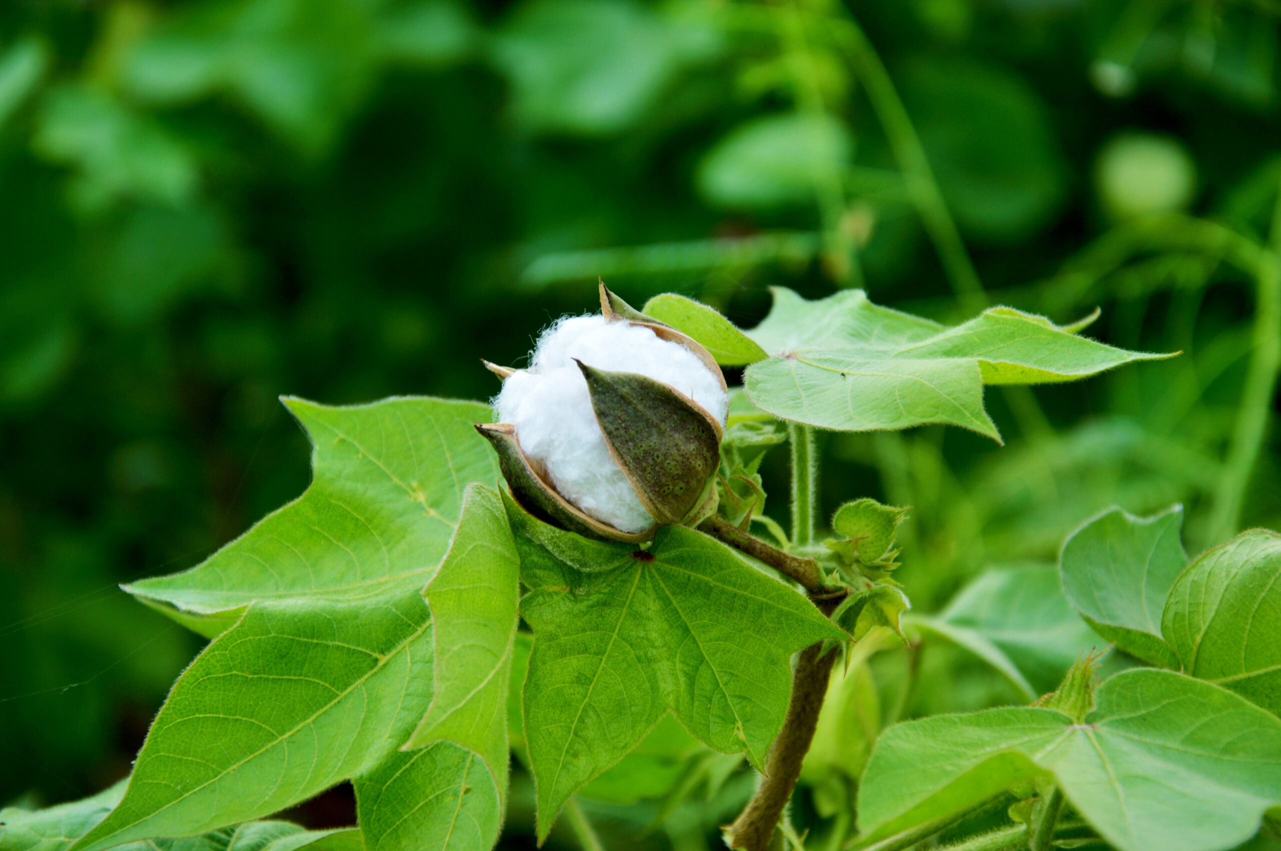 Cotton Fiber Growth, Harvesting & Ginning | CottonWorks