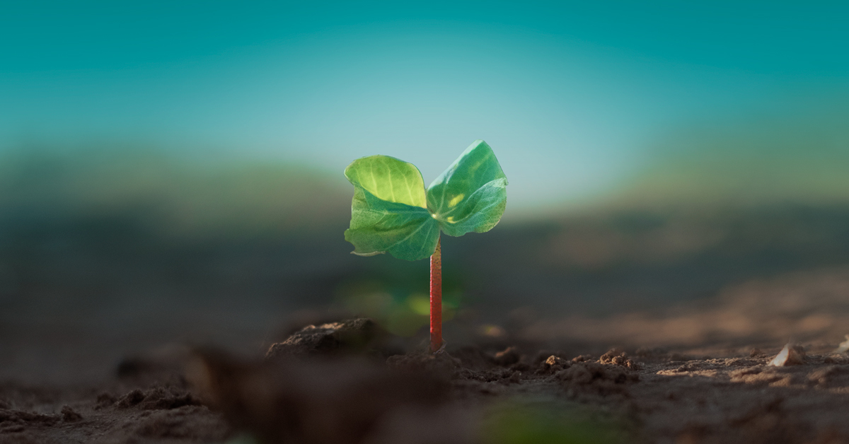 Cotton Seedling